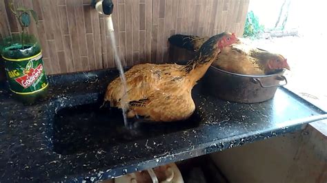 galinha a tomar banho